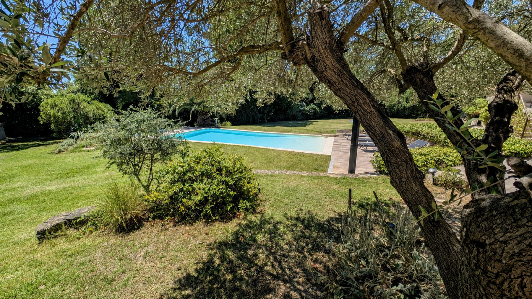 Piscine et jardin paysager vus sous un olivier